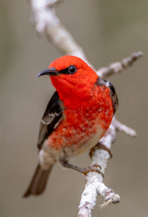 Scarlet Honeyeater