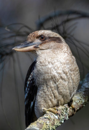 Laughing Kookaburra