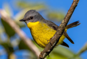 Eastern Yellow Robin