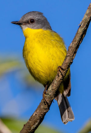 Eastern Yellow Robin