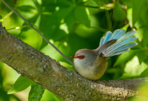 Variegated fairywren