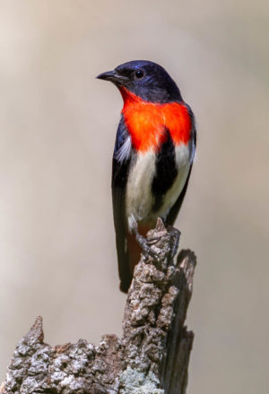Mistletoebird