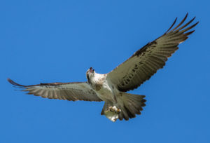 Eastern Osprey with Fish