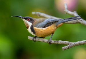 Eastern Spinebill