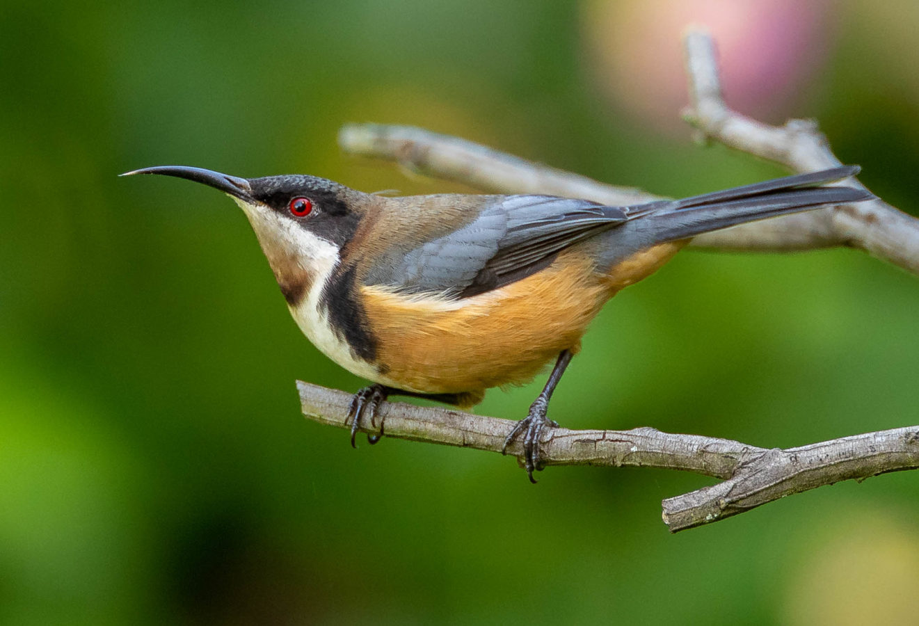 Colour Print - "Eastern Spinebill" (2944) Print for sale Eastern Spinebill