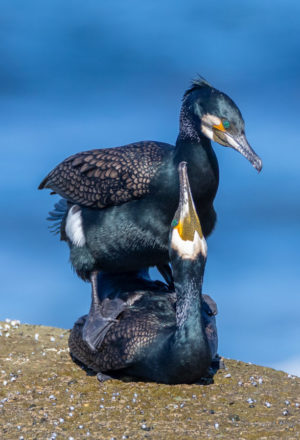 Great Cormorant
