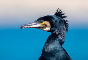 Great Cormorant