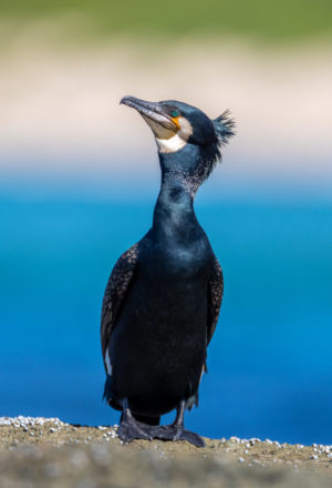 Great Cormorant