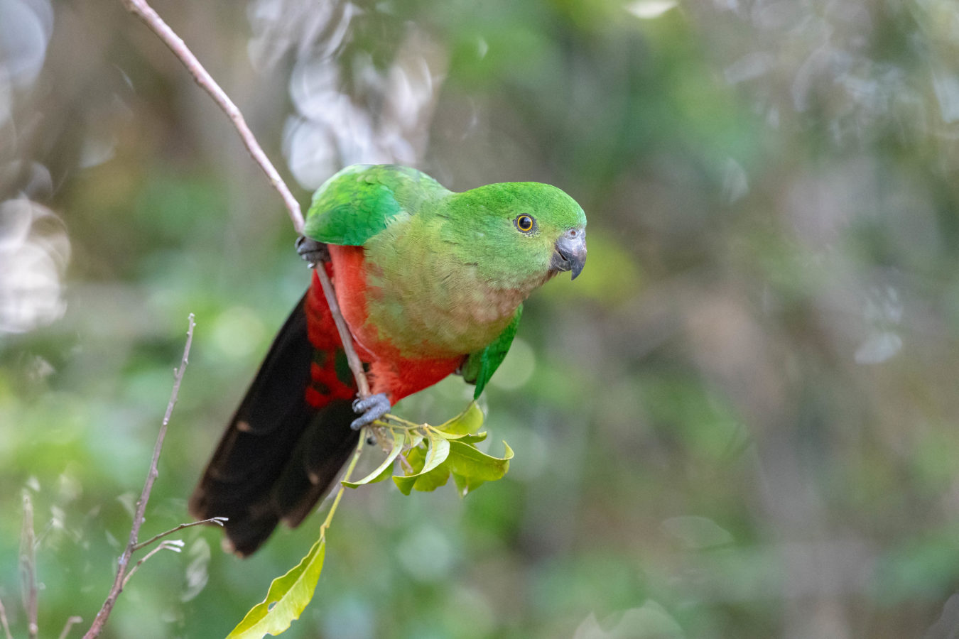 Colour Print - "King Parrot" (4120) Print for sale Australian King Parrot