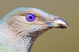 Satin Bowerbird