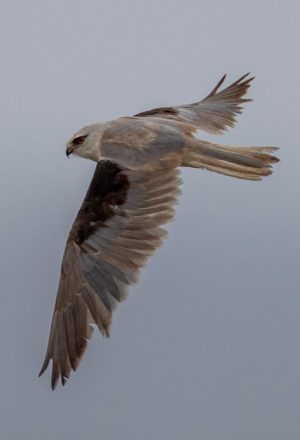 Black-shouldered kite
