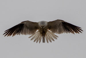 Black-shouldered kite