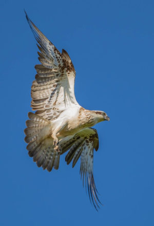 Eastern Osprey