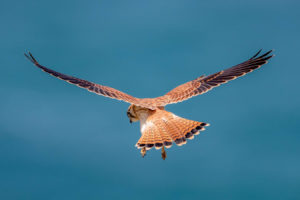 Nankeen Kestrel