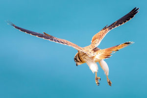 Nankeen Kestrel