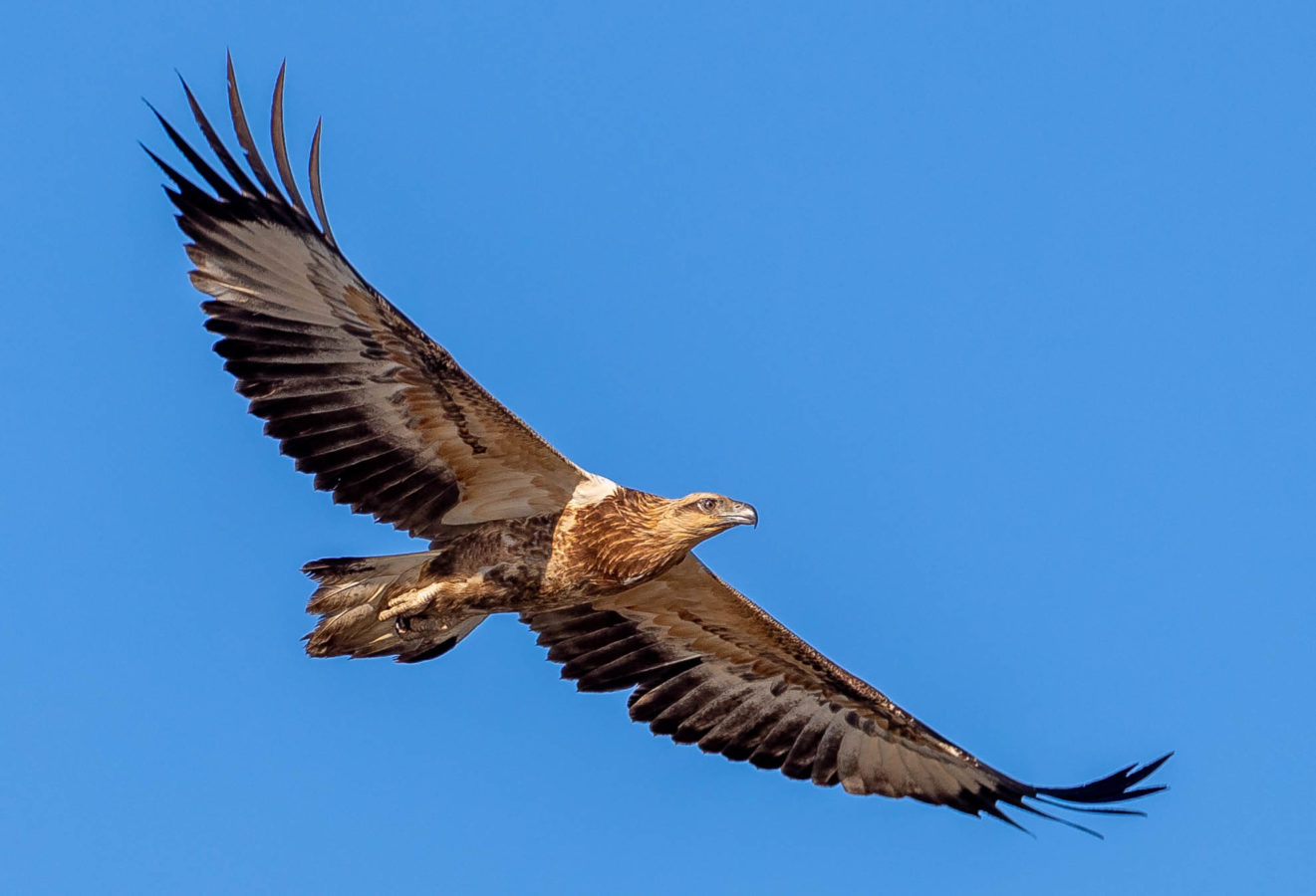 Colour Print - "White-bellied sea eagle" (5097) Print for sale White-bellied sea eagle