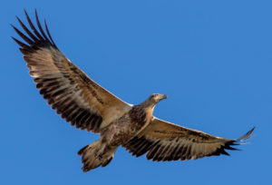 White-bellied sea eagle