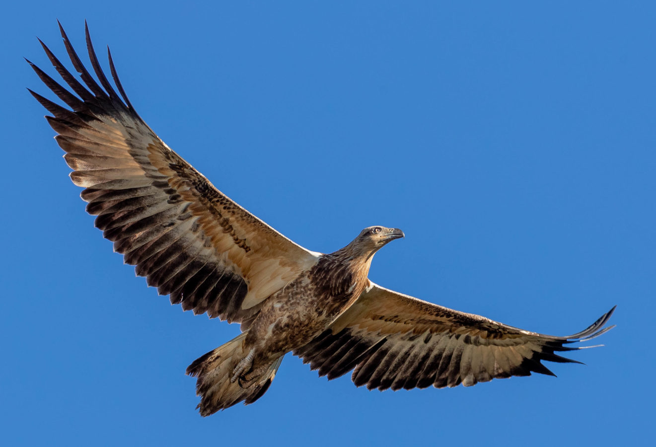 Colour Print - "White-bellied sea eagle" (5190) Print for sale White-bellied sea eagle