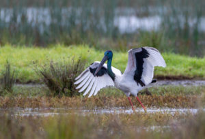Black-necked stork