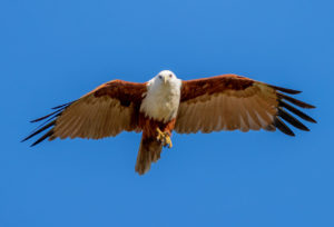 Brahminy Kite