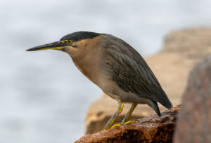 Striated heron