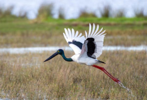 Black-necked stork