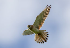 Nankeen Kestrel