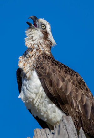 Eastern Osprey