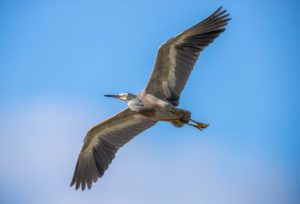 White-faced heron