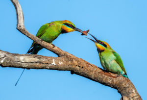 Rainbow bee-eater