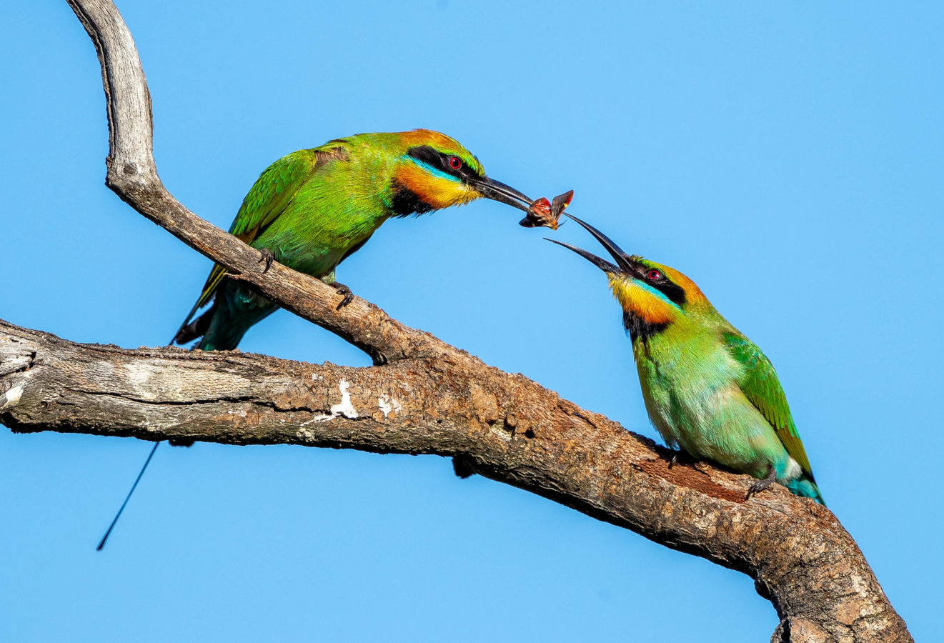 Colour Print - "Rainbow Bee-Eater" (6027) Print for sale Rainbow bee-eater