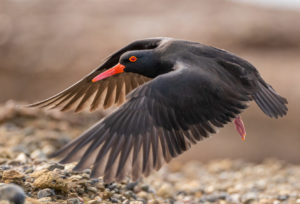 Sooty oystercatcher