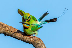 Rainbow bee-eater