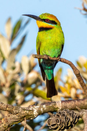 Rainbow bee-eater