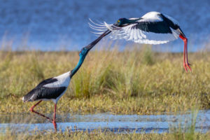 Black-necked stork