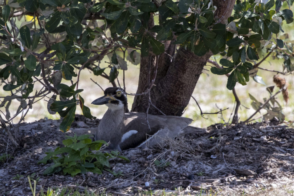 Beach Stone-curlew