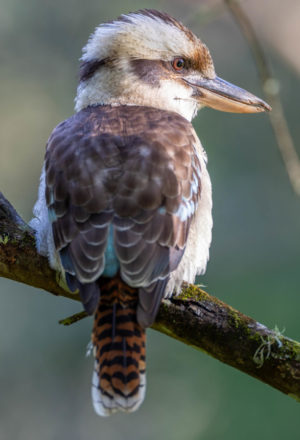 Laughing Kookaburra