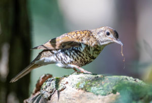 Bassian thrush