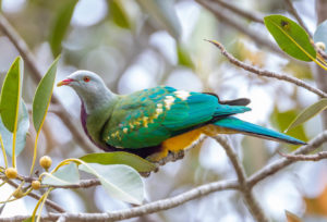Wompoo fruit-dove