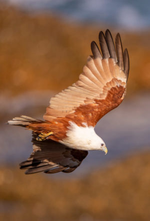Brahminy Kite