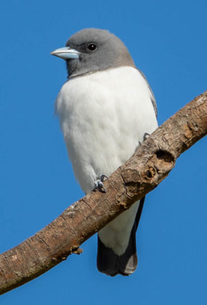 White-breasted woodswallow