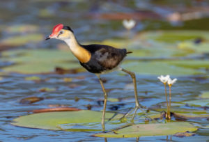 Comb-crested jacana