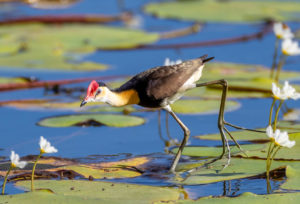 Comb-crested jacana