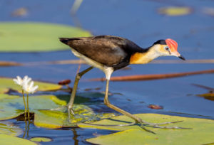 Comb-crested jacana