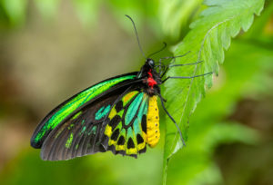 Cairns Birdwing