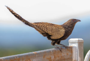 Pheasant coucal