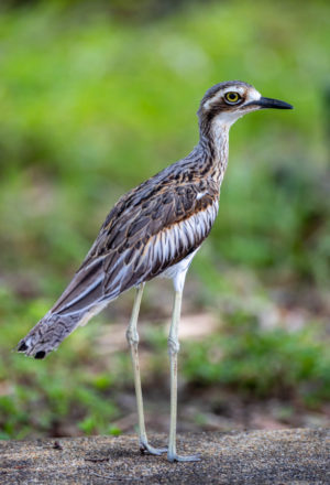 Bush Stone-curlew