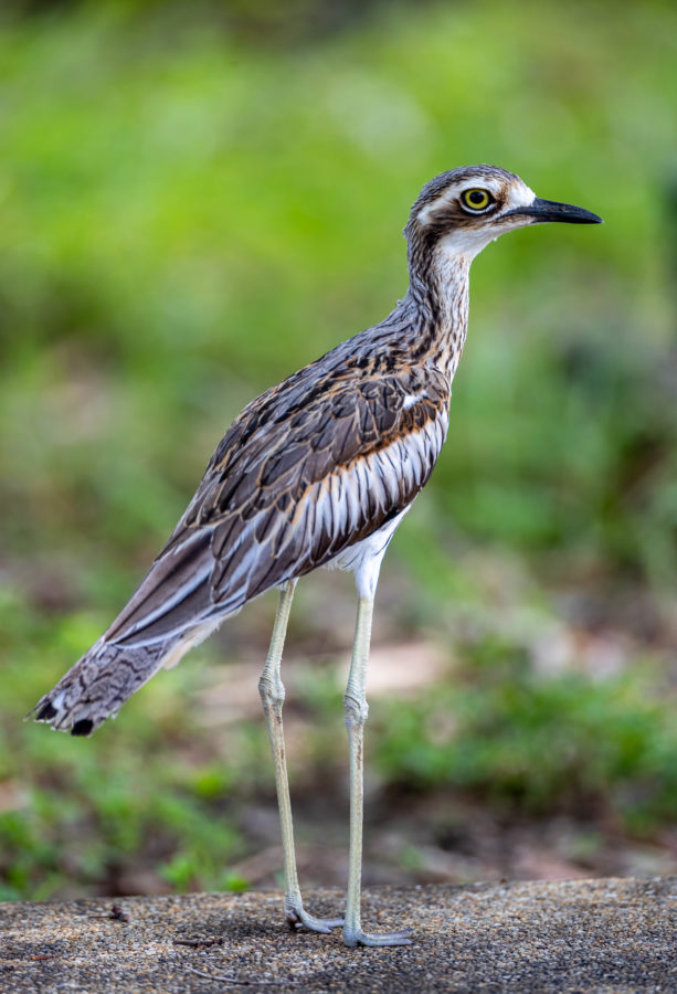 Colour Print - "Bush Stone-curlew" (8540) Print for sale Bush Stone-curlew