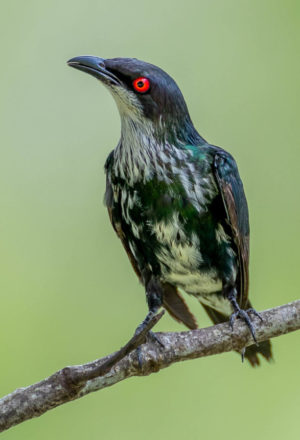 Metalic Starling