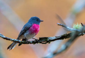 Rose Robin